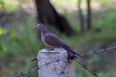 Spotted Dove.jpg