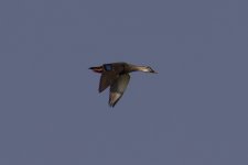 Eastern Spot-Billed Duck.jpg