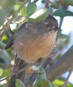 Wrentit P1080352.JPG