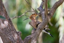 Hoopoe (1).jpg