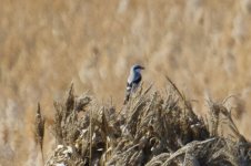 Chinese Grey Shrike.jpg