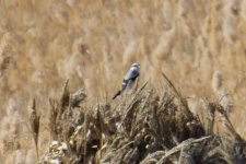 Chinese Grey Shrike (1).jpg