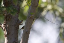 Two-Barred Warbler (1).jpg