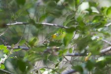 Two-Barred Warbler or Pallas's Leaf Warbler.jpg