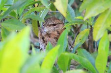 Papuan Frogmouth au 2.jpg