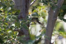 Two-Barred Warbler or Pallas's Leaf Warbler?.jpg