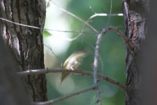 Two-Barred Warbler or Pallas's Leaf Warbler? (1).jpg