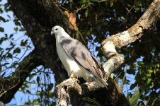 White-bellied Sea-Eagle au 2.jpg