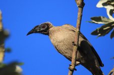 Helmeted Friarbird au 2.jpg