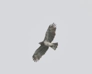 Short-toed Eagle01.jpg