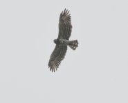 Short-toed Eagle02.jpg