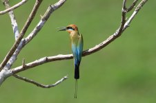 Rainbow Bee-eater au 2.jpg