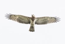 Short-toed Eagle03.jpg