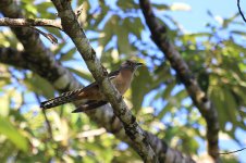 Fan-tailed Cuckoo au 1.jpg