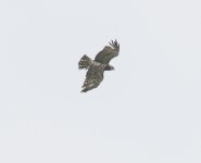 Short-toed Eagle04.jpg