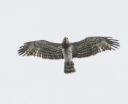 Short-toed Eagle05.jpg