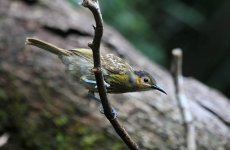 Macleays Honeyeater au 2.jpg