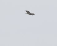 Short-toed Eagle07.jpg