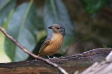 Bowers Shrike-Thrush au 1.jpg