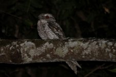 Papuan Frogmouth au 3.jpg