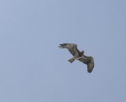 Short-toed Eagle11.jpg