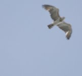 Short-toed Eagle12.jpg