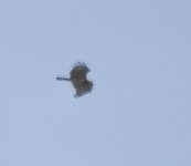 Short-toed Eagle16.jpg