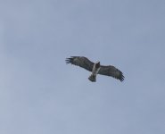 Short-toed Eagle17.jpg