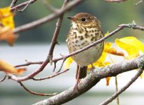 Small Brown Speckled Bird_6813BF.jpg