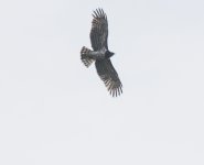 Short-toed Eagle20.jpg