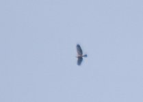 Booted Eagle ?01.jpg