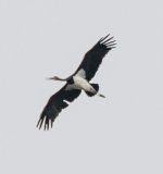 Black Stork01.jpg