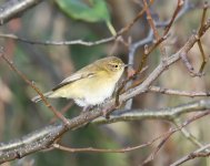 Chiffchaff_Girdle Ness_011218a.jpg