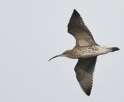 Curlew_Girdle Ness_011218a.jpg