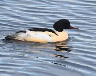 Goosander_Girdle Ness_021218a.jpg