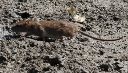 Rat - Spain Isla Canela - Salt Marshes - 18Sep24 - 02-2187 copy.jpg