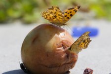 Butterfly & Fruit.jpg