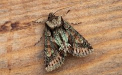 Green-brindled Crescent 003.jpg