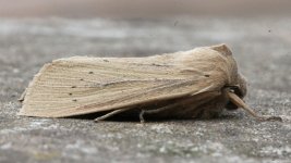 Large Wainscot 001.jpg