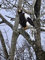 DSC03084 first Steller's Sea Eagle @ Yakumo.jpg