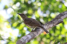 Olive-backed Oriole au 1.jpg