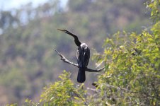 Australian Darter au 1.jpg