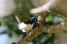 Blue-faced Honeyeater au 1.jpg