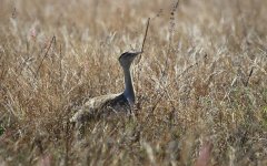 Australian Bustard au 2.jpg