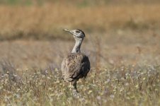 Australian Bustard au 1.jpg