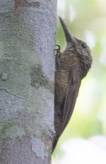 Woodcreeper amazon.jpg