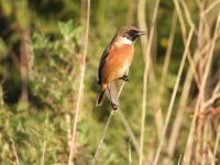 Nov 5Whinchat6.JPG