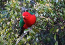 king parrot.JPG