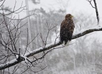 DSC03112 White-tailed Eagle @ Yakumo.jpg