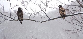 DSC03118 White-tailed Eagles @ Yakumo.jpg